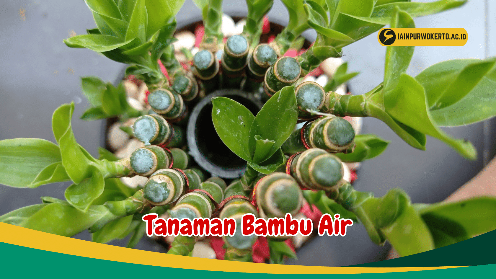 Kenali 5 Jenis Tanaman Bambu Air Yang Eksotis Kenali 5 Jenis Tanaman Bambu Air Yang Eksotis