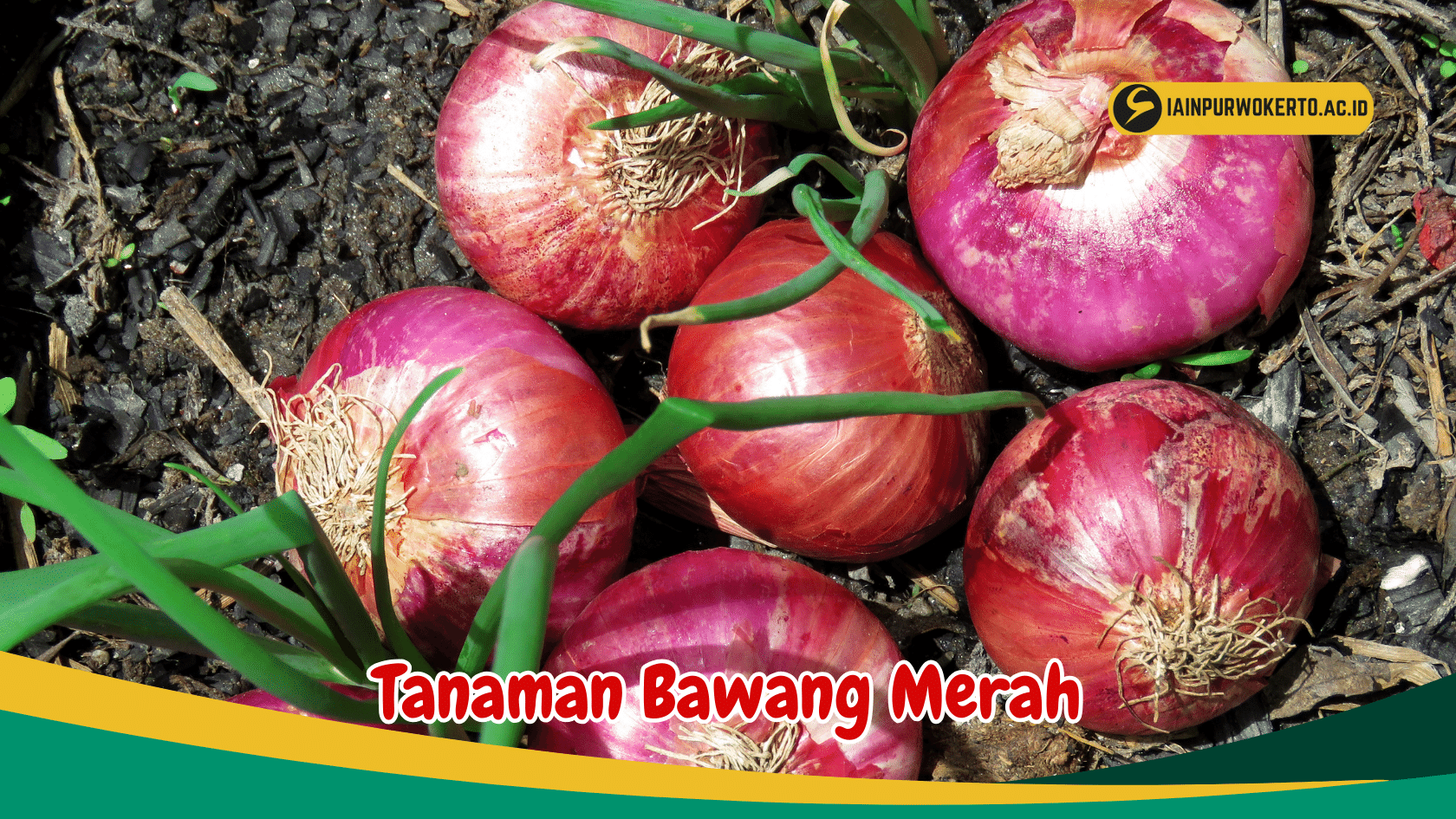 Simak Berbagai Jenis Tanaman Bawang Merah Dan Manfaatnya untuk Kesehatan Simak Berbagai Jenis Tanaman Bawang Merah Dan Manfaatnya untuk Kesehatan