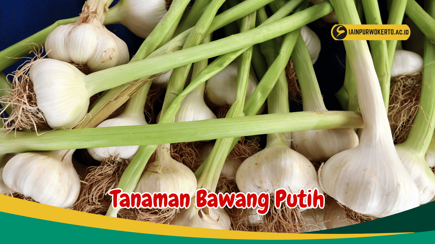 Intip 6 Jenis Tanaman Bawang Putih Yang Umum Dikenal Masyarakat Indonesia