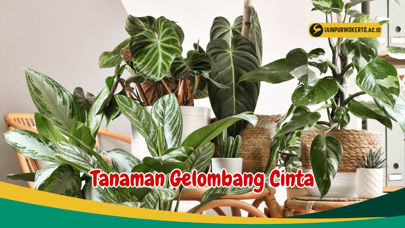 Kenali Perbedaan 5 Jenis Tanaman Gelombang Cinta dan Cara Perawatannya Kenali Perbedaan 5 Jenis Tanaman Gelombang Cinta dan Cara Perawatannya