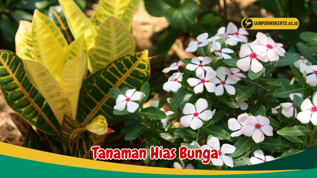 Tanaman Hias Bunga Tanaman Hias Bunga