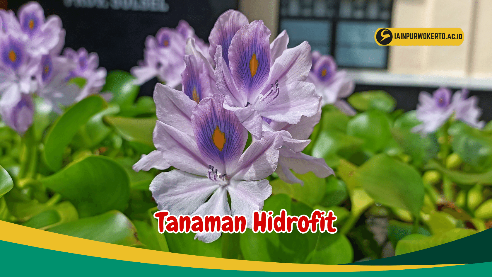 Simak Manfaat 6 Tanaman Hidrofit untuk Kosmetik Simak Manfaat 6 Tanaman Hidrofit untuk Kosmetik