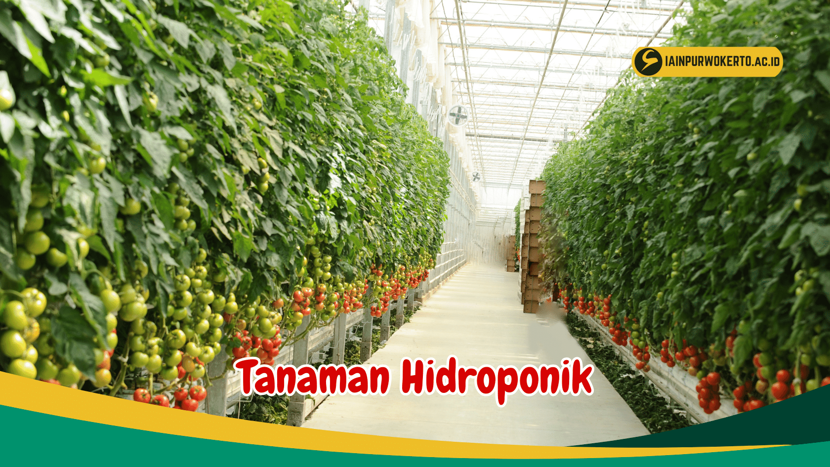 Simak 10 Jenis Tanaman Hortikultura Terbaik Simak 10 Jenis Tanaman Hortikultura Terbaik