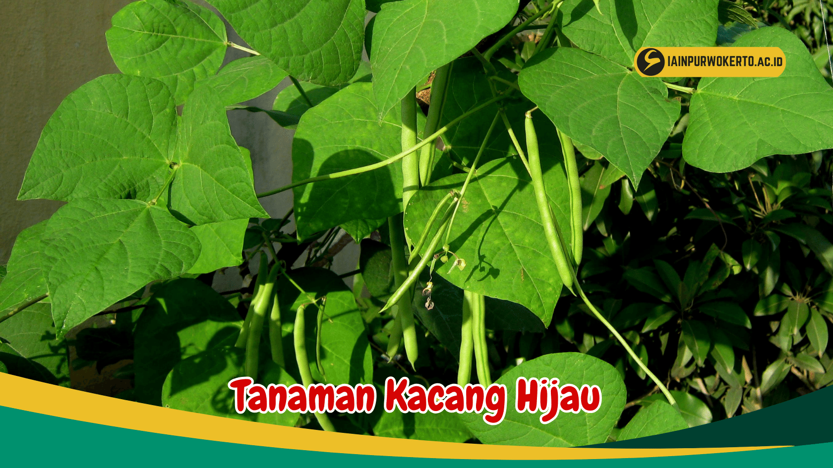 Kenali Manfaat Tanaman Kacang Hijau dari 3 spesies yang berbeda
