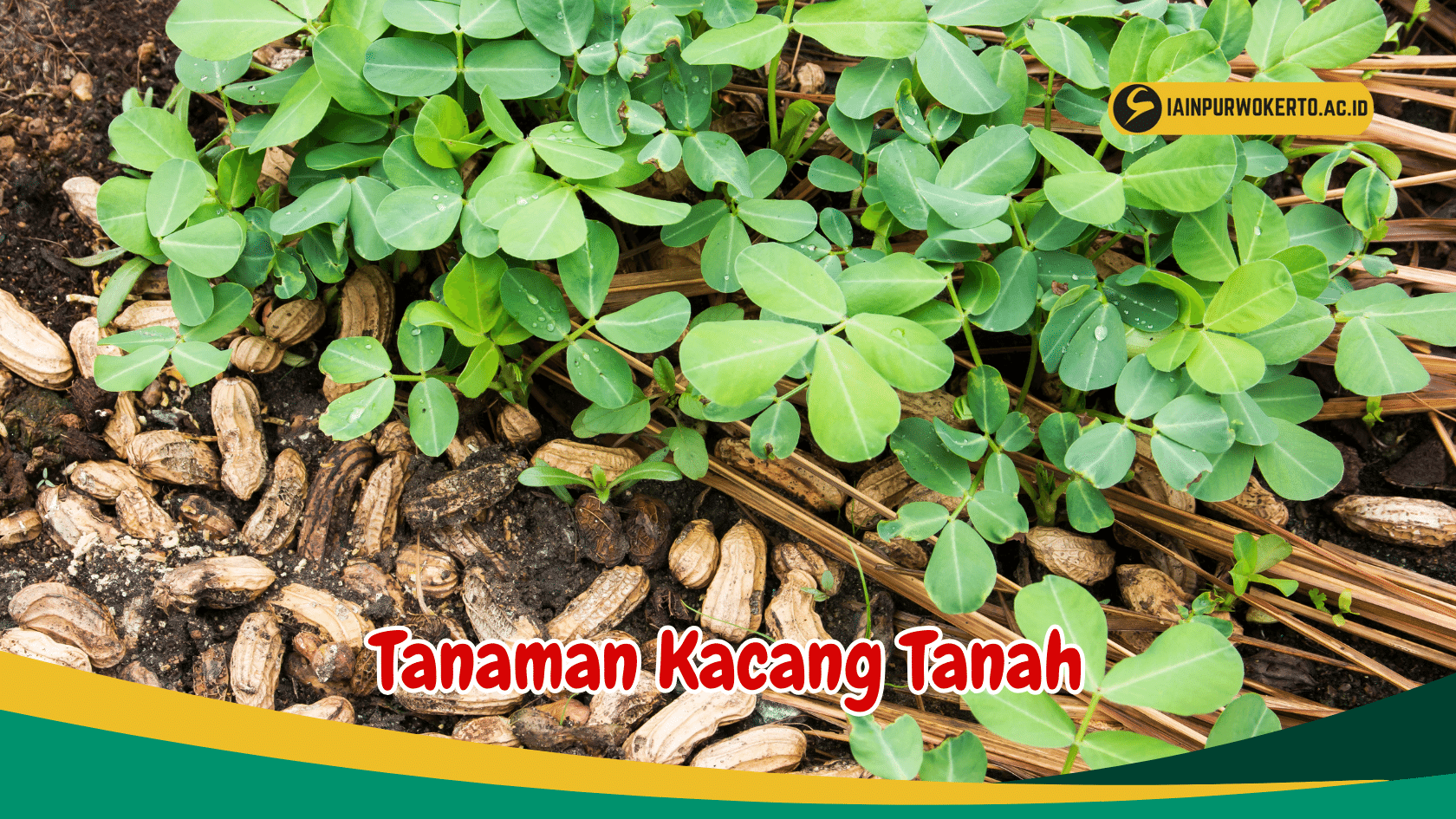5 Jenis Tanaman Kacang Tanah ini punya banyak Manfaat dan Nutrisi Tinggi, kamu wajib tahu! 5 Jenis Tanaman Kacang Tanah ini punya banyak Manfaat dan Nutrisi Tinggi, kamu wajib tahu!