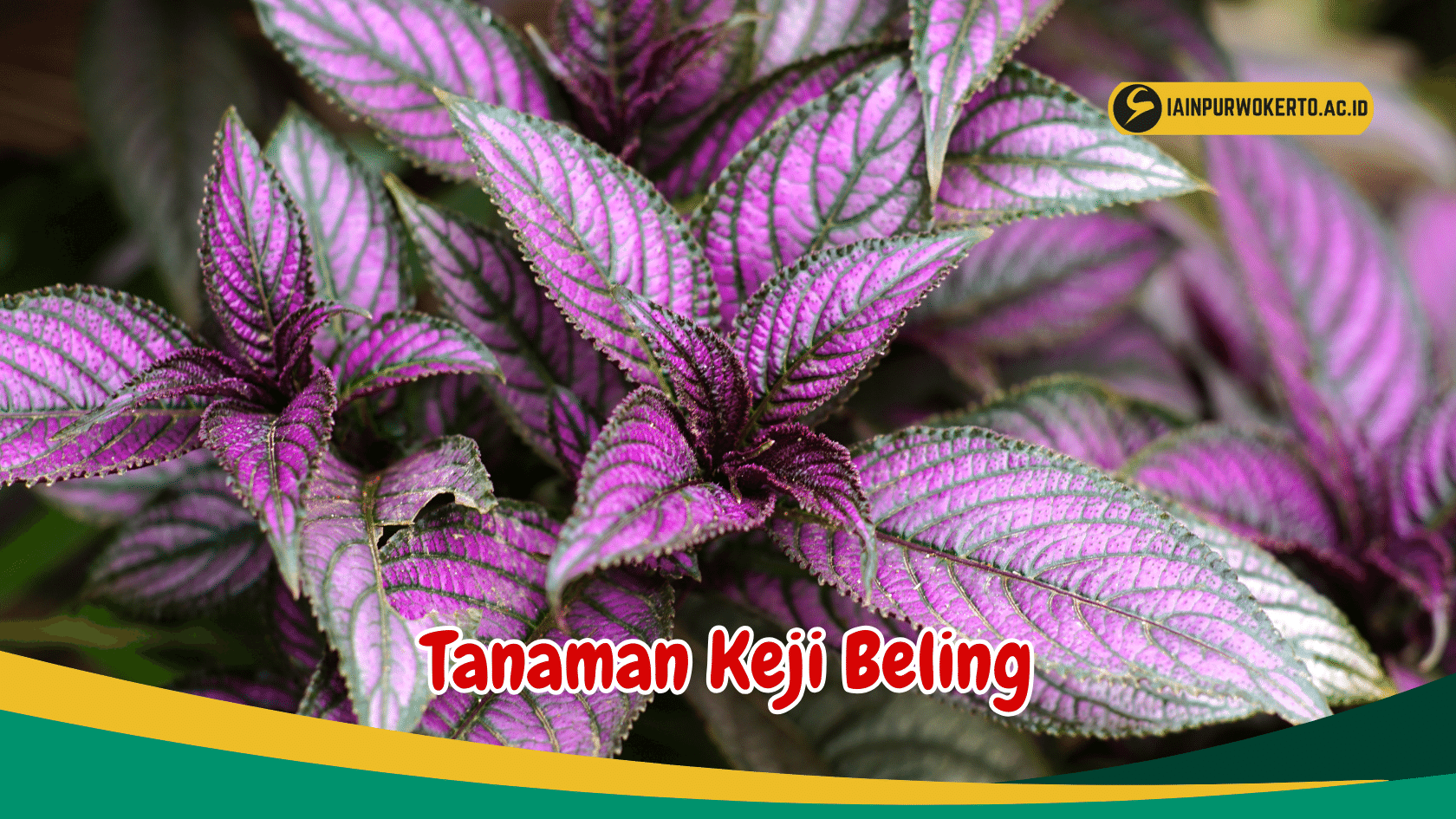 Kenali Tanaman Keji Beling Yang Indah Namun Bermanfaat Bagi Kesehatan Kenali Tanaman Keji Beling Yang Indah Namun Bermanfaat Bagi Kesehatan