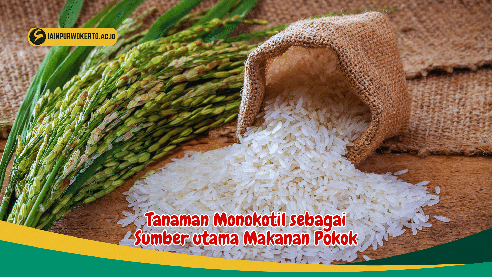 Simak Manfaat Tanaman Monokotil sebagai Sumber Makanan Pokok Simak Manfaat Tanaman Monokotil sebagai Sumber Makanan Pokok