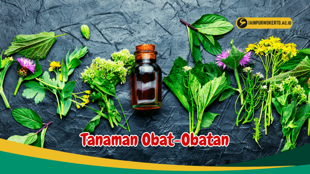 Tanaman Obat-Obatan Tanaman Obat-Obatan