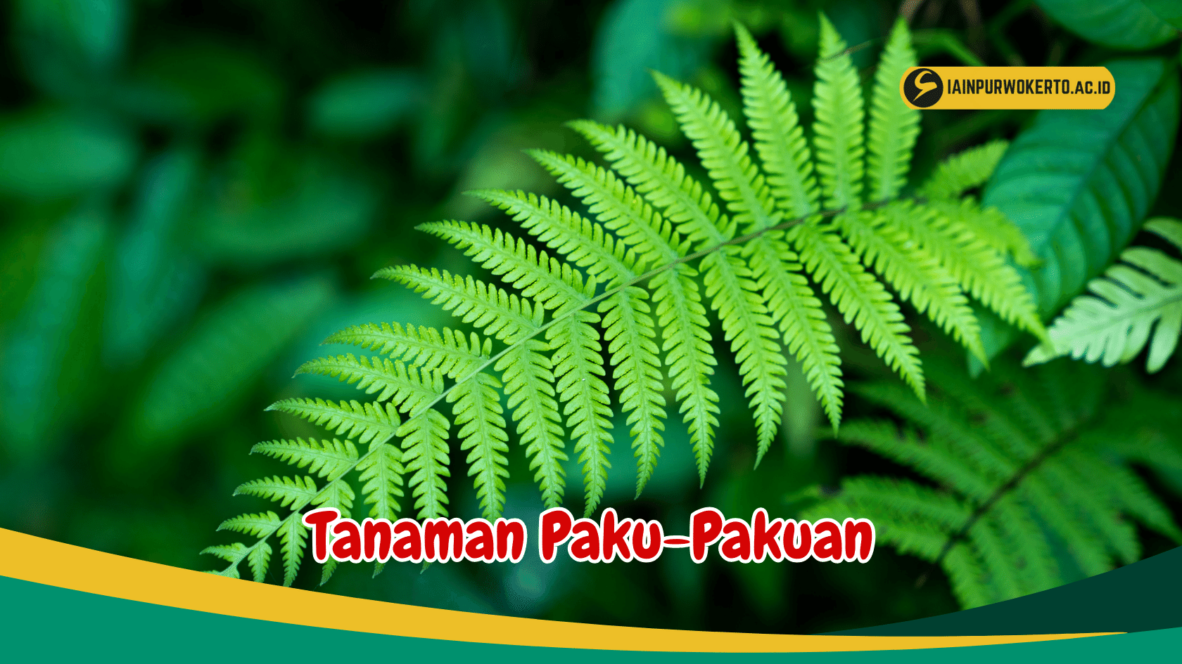 Cek 6 Jenis Tanaman Paku-Pakuan ini punya Nutrisi Tinggi, Ampuh mencegah Anemia! Cek 6 Jenis Tanaman Paku-Pakuan ini punya Nutrisi Tinggi, Ampuh mencegah Anemia!