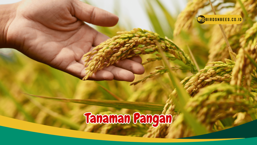 Tanaman Pangan Tanaman Pangan