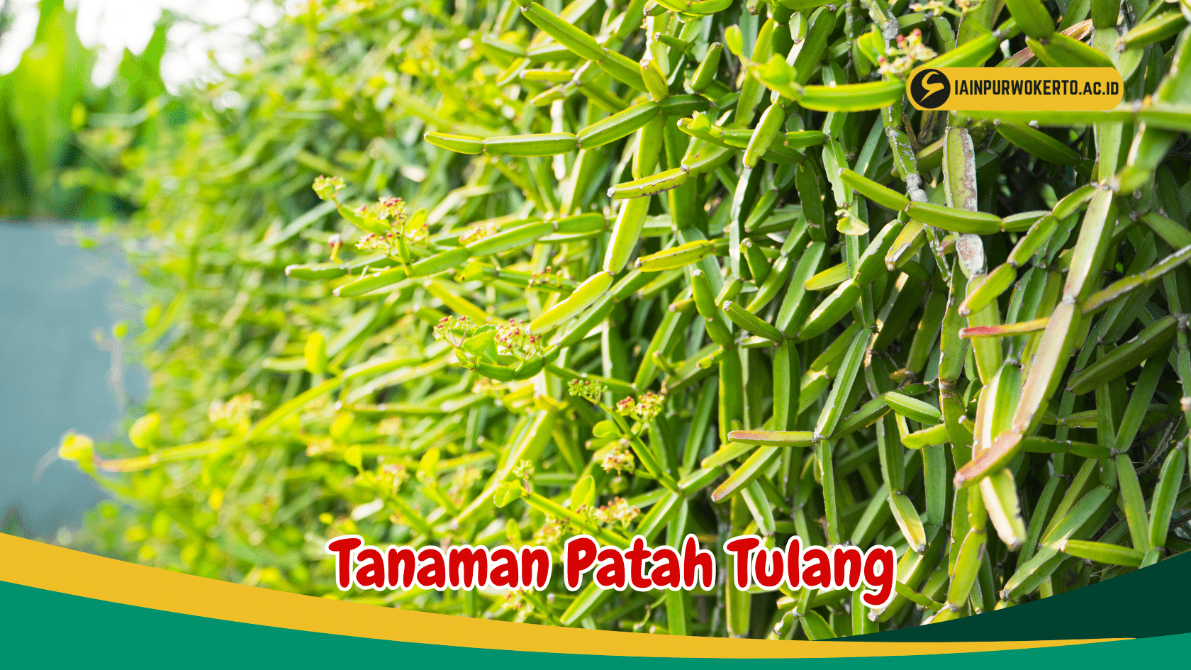 Simak 5 Jenis Tanaman Patah Tulang Yang Berkhasiat Simak 5 Jenis Tanaman Patah Tulang Yang Berkhasiat