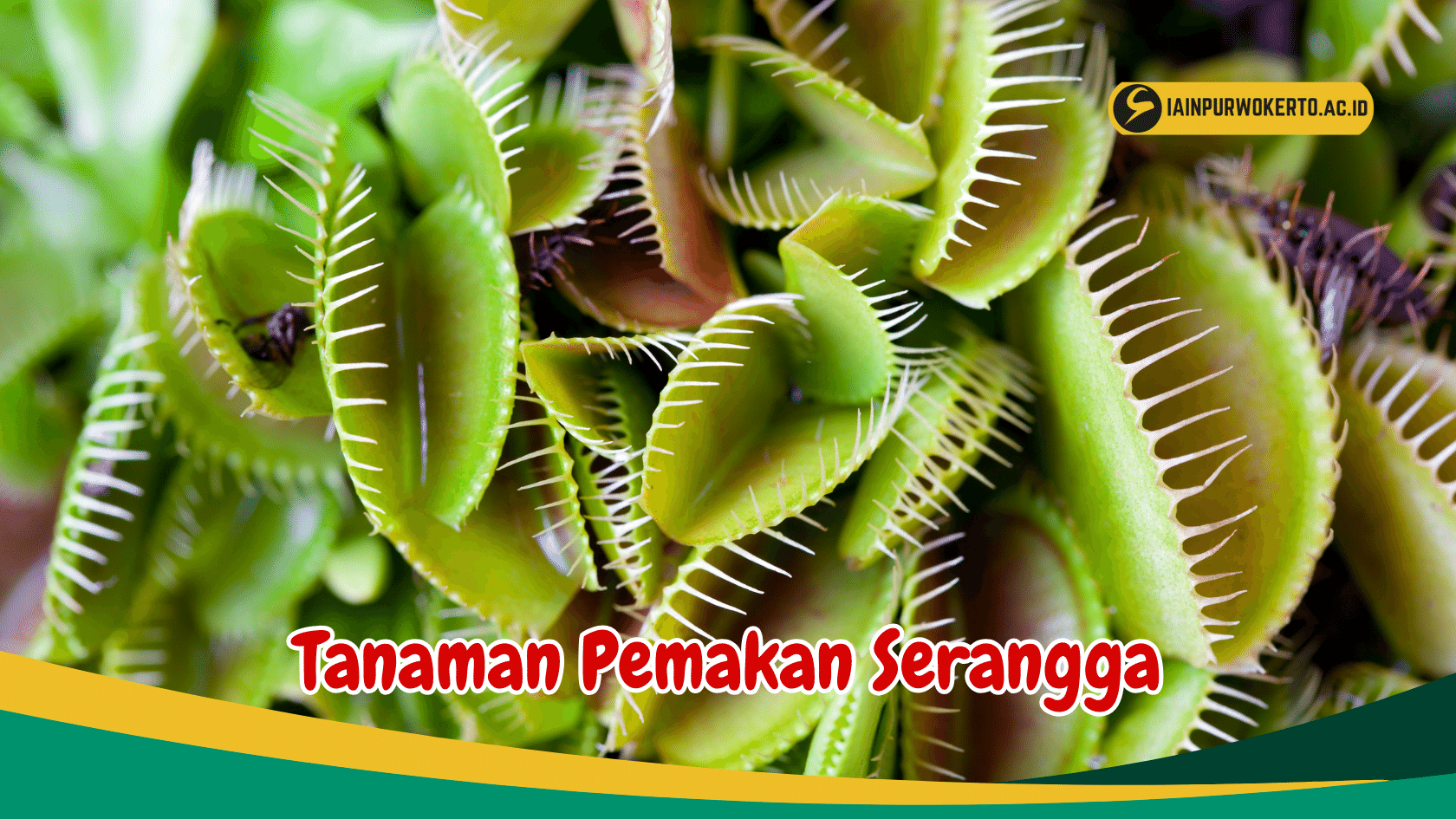 Ketahui 5 Jenis Tanaman Pemakan Serangga yang Mempunyai Bentuk Unik Ketahui 5 Jenis Tanaman Pemakan Serangga yang Mempunyai Bentuk Unik