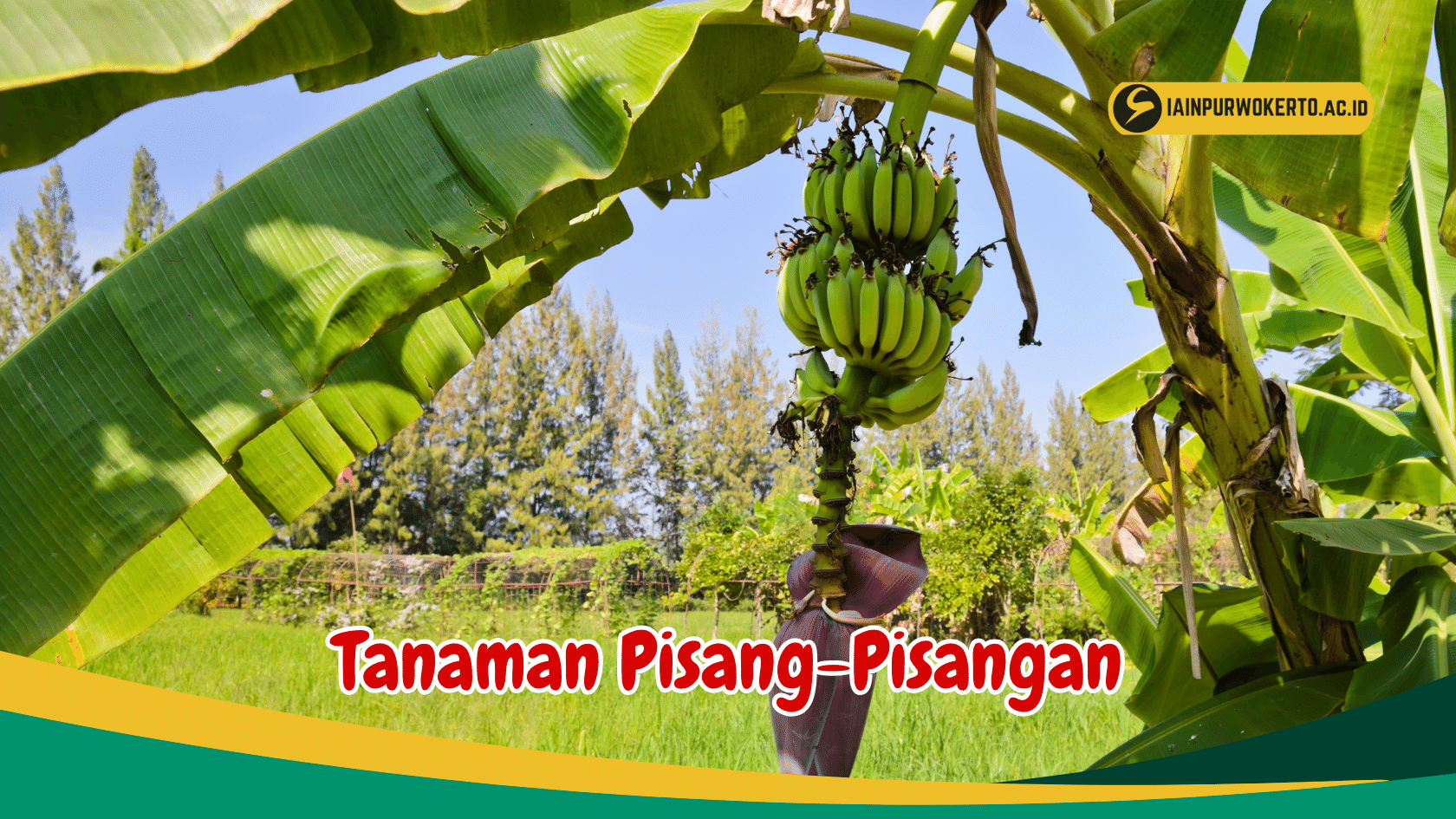 Kenali 6 Jenis Tanaman Pisang yang kaya Akan Serat, nomer 6 jadi favorit Anak Kenali 6 Jenis Tanaman Pisang yang kaya Akan Serat, nomer 6 jadi favorit Anak