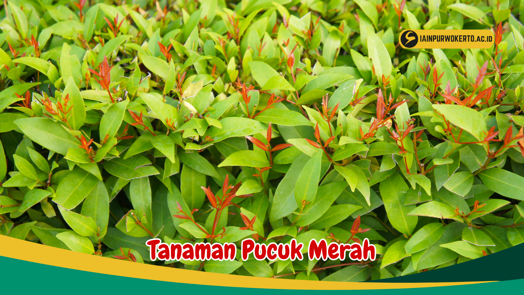 6 Manfaat Tanaman Pucuk Merah untuk Kesehatan 6 Manfaat Tanaman Pucuk Merah untuk Kesehatan