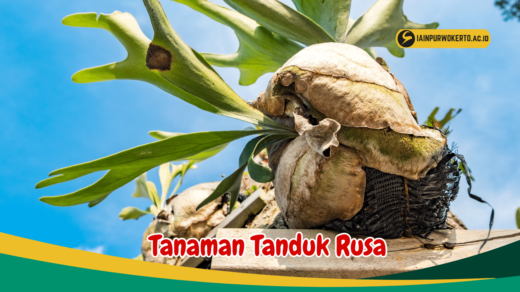 Kenali 6 Jenis Tanaman Tanduk Rusa yang Salah Satunya Berasal Dari Indonesia Kenali 6 Jenis Tanaman Tanduk Rusa yang Salah Satunya Berasal Dari Indonesia