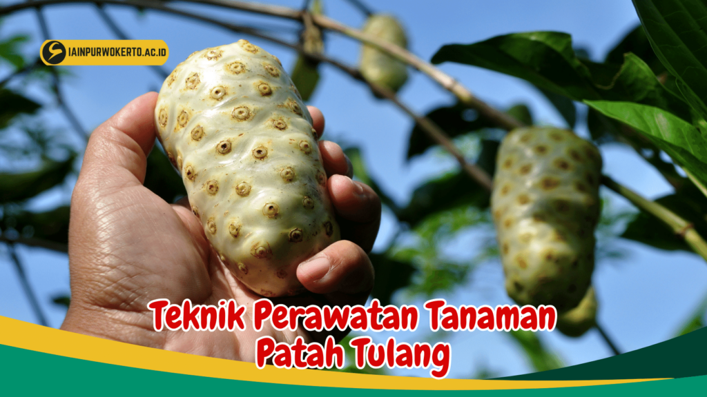 Teknik Perawatan Tanaman Patah Tulang Teknik Perawatan Tanaman Patah Tulang