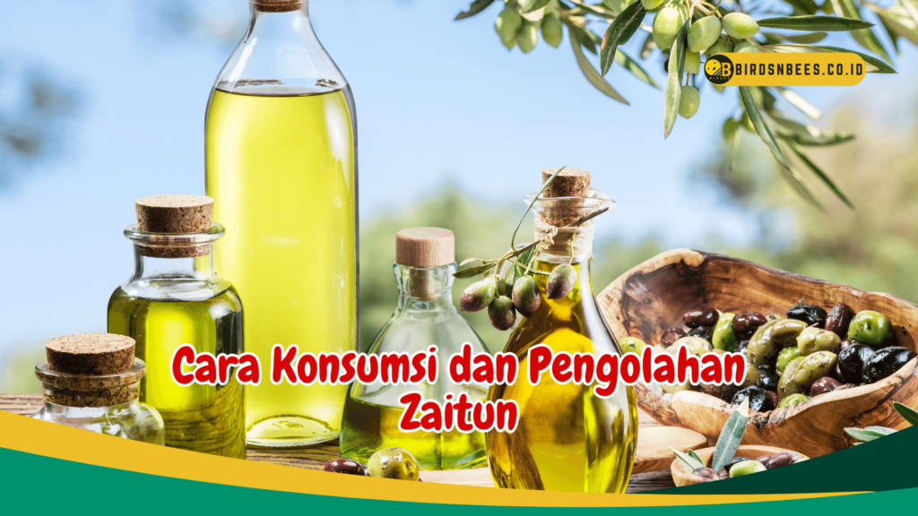 Cara Konsumsi dan Pengolahan Zaitun Cara Konsumsi dan Pengolahan Zaitun