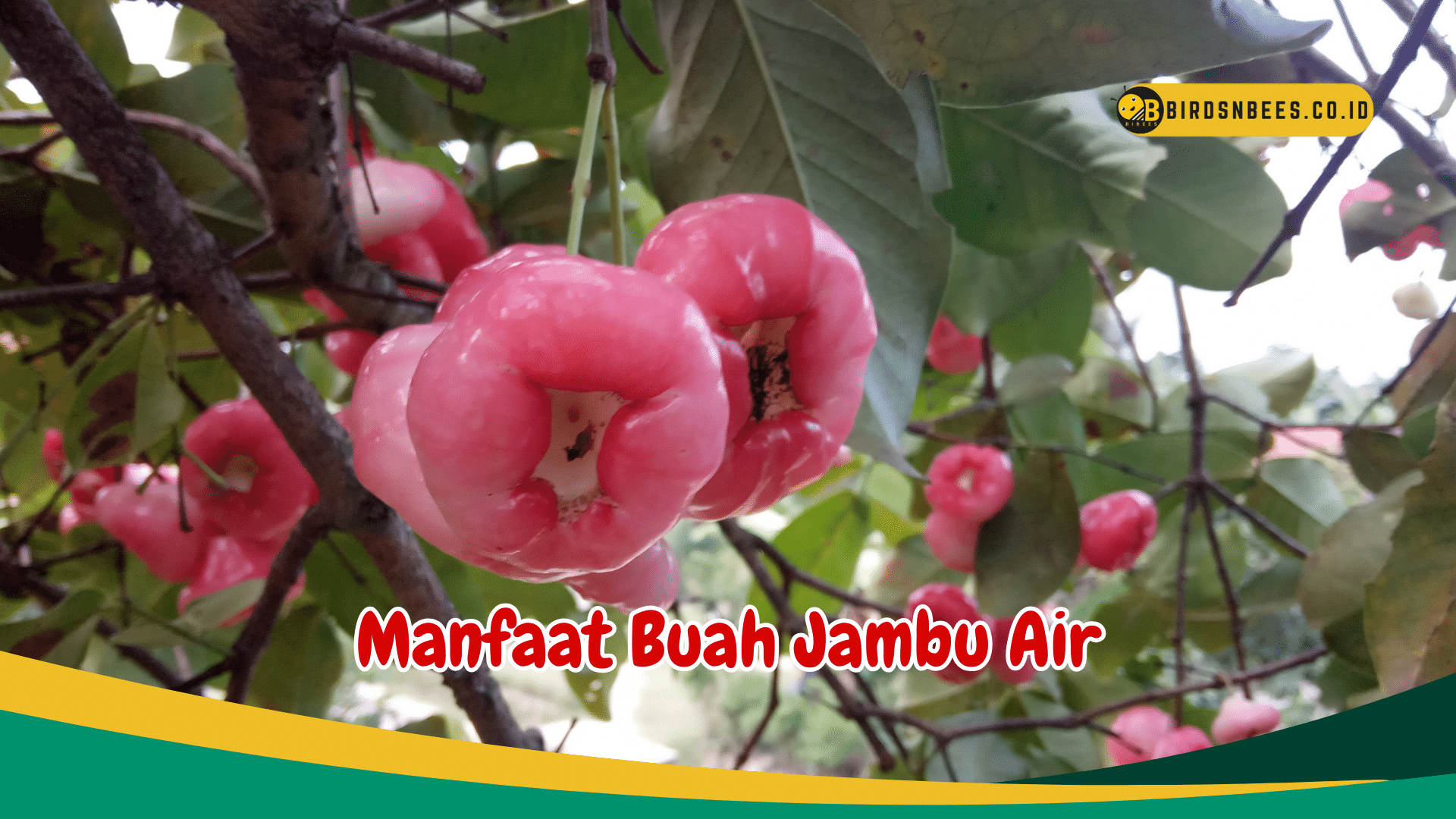 Manfaat Buah Jambu Air untuk Kesehatan Manfaat Buah Jambu Air untuk Kesehatan