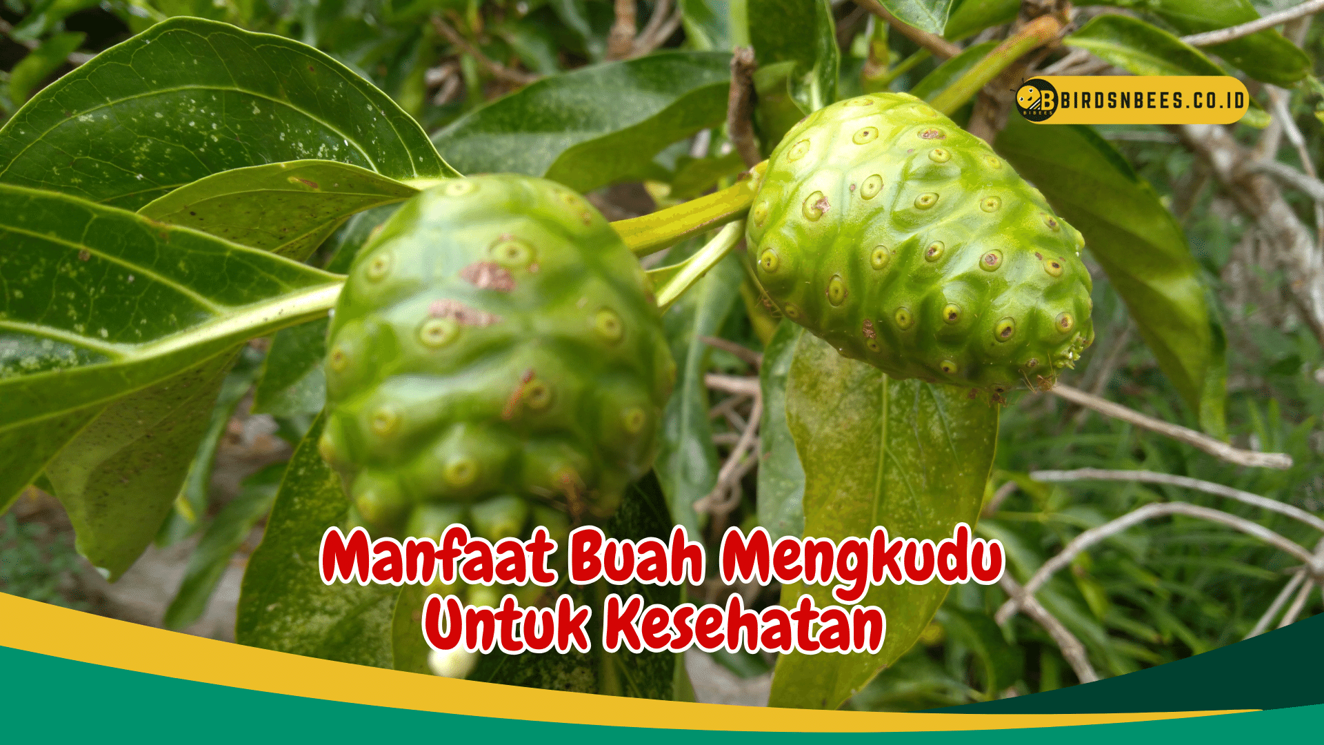 Simak Beberapa Manfaat Buah Mengkudu Yang Salah Satunya Sebagai Obat Herbal Pengontrol Gula Darah! Simak Beberapa Manfaat Buah Mengkudu Yang Salah Satunya Sebagai Obat Herbal Pengontrol Gula Darah!