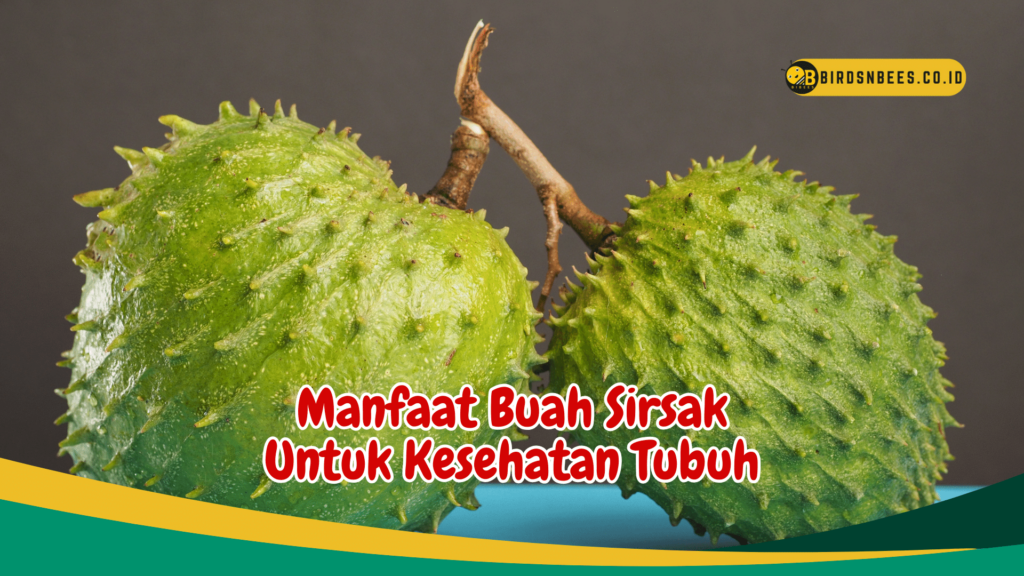 Manfaat Buah Sirsak Untuk Kesehatan Tubuh Manfaat Buah Sirsak Untuk Kesehatan Tubuh