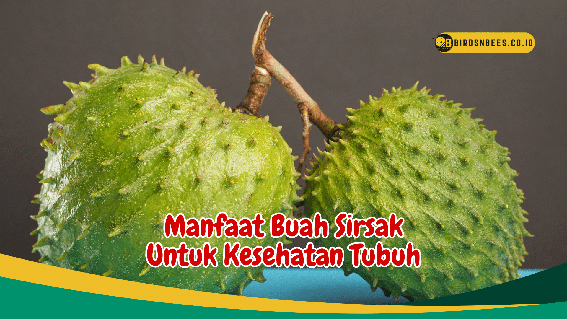 Ketahui Manfaat Buah Sirsak Yang Salah Satunya Berpotensi Melawan Sel Kanker! Ketahui Manfaat Buah Sirsak Yang Salah Satunya Berpotensi Melawan Sel Kanker!
