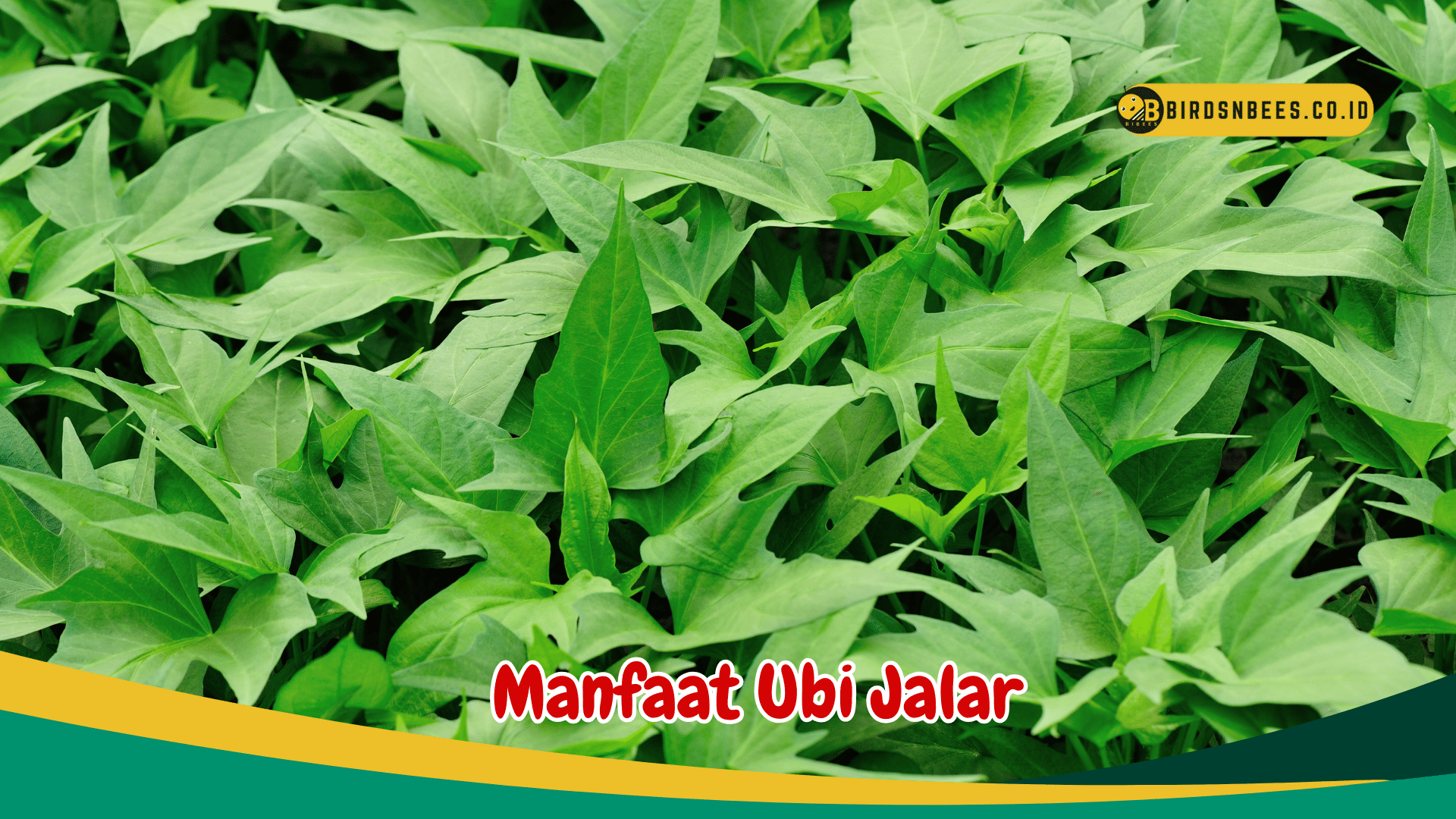 Manfaat daun ubi jalar sebagai anti oksidan alami, bisa Mencegah anemia Manfaat daun ubi jalar sebagai anti oksidan alami, bisa Mencegah anemia