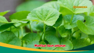 Manfaat daun antanan