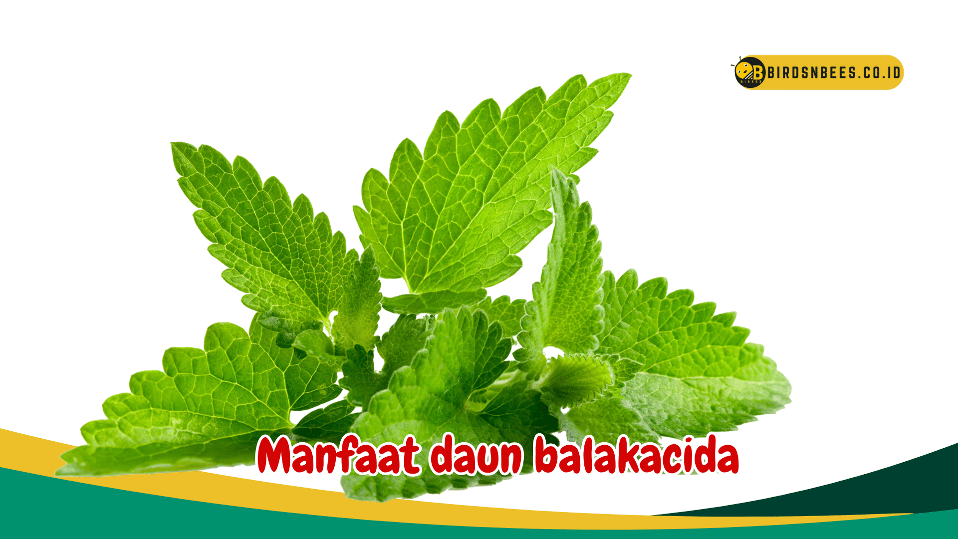 Ketahui Manfaat daun balakacida untuk meningkatkan sistem imun Ketahui Manfaat daun balakacida untuk meningkatkan sistem imun