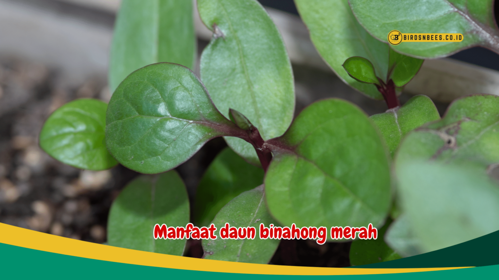 Manfaat daun binahong merah Manfaat daun binahong merah
