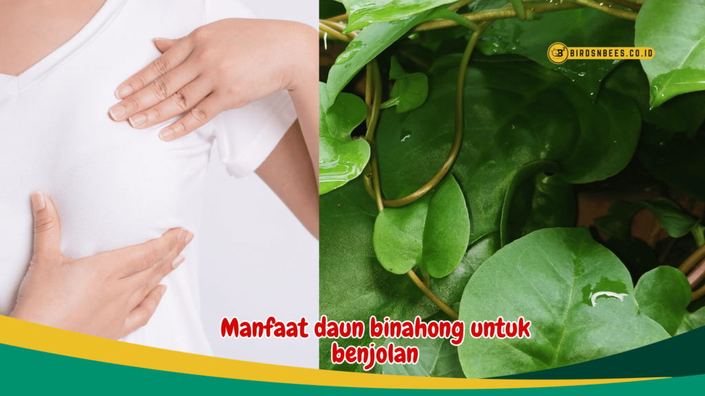 Manfaat daun binahong untuk benjolan Manfaat daun binahong untuk benjolan