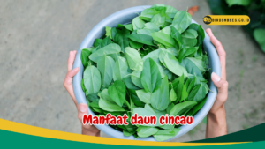 Manfaat daun cincau
