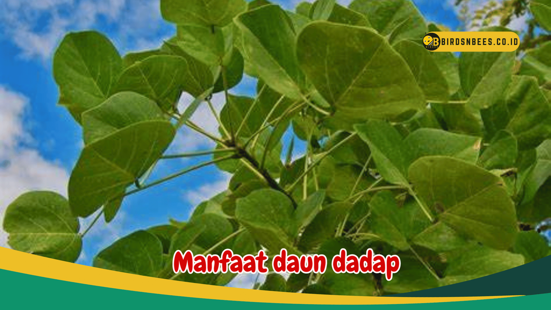 Manfaat daun dadap meredakan demam Manfaat daun dadap meredakan demam