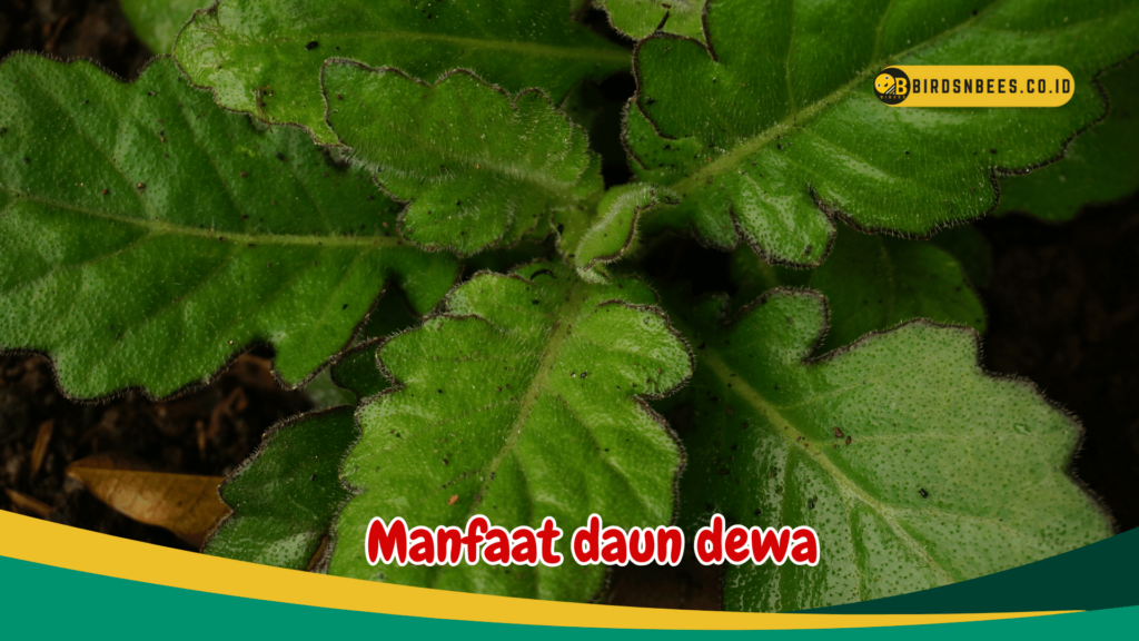 Manfaat daun dewa Manfaat daun dewa