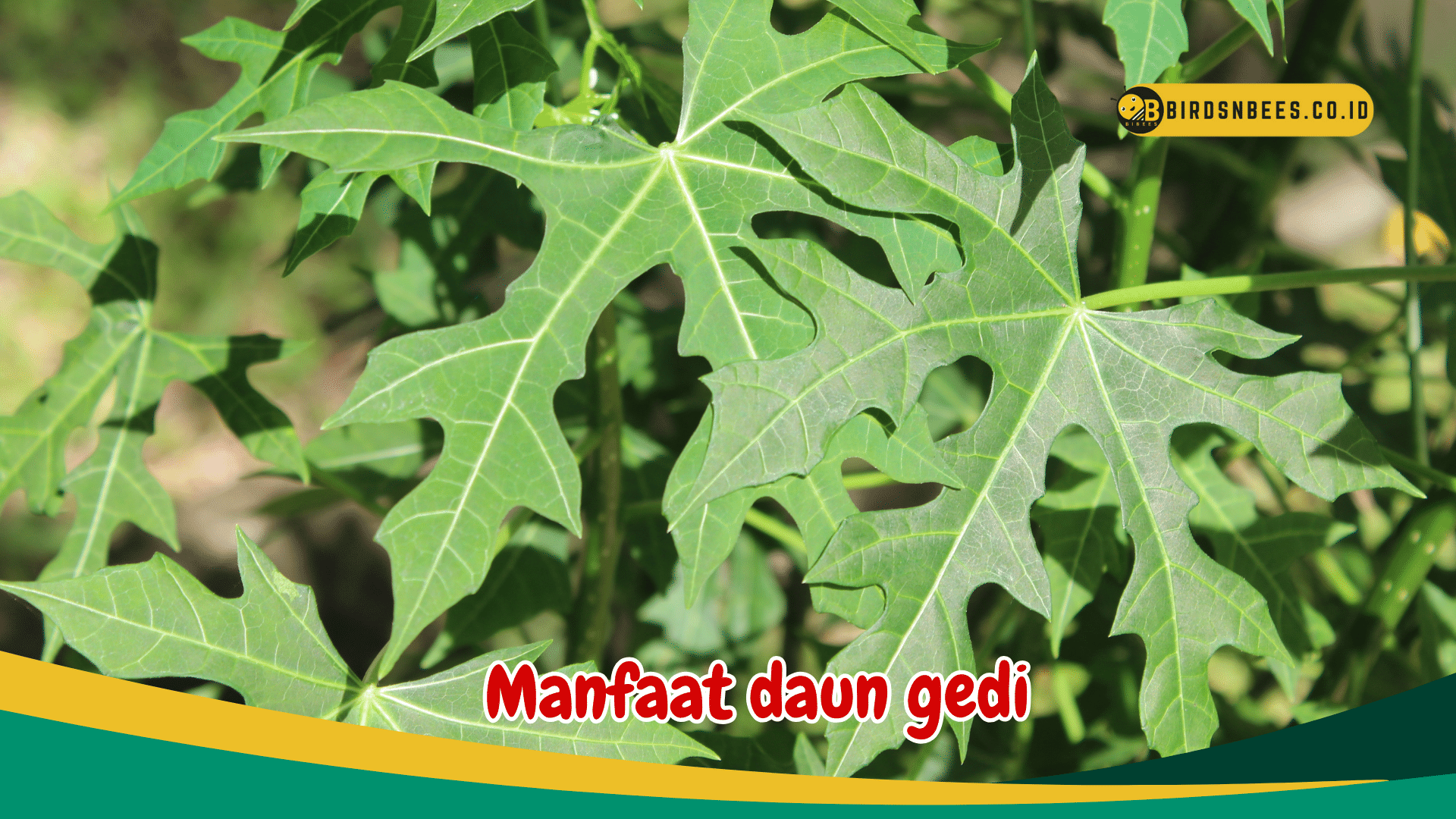 Ketahui Manfaat daun gedi untuk kesehatan, apa saja?