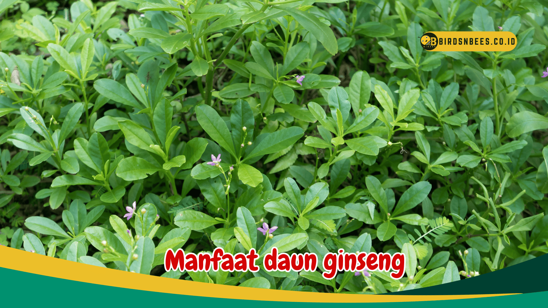 Manfaat daun ginseng untuk peningkatan energi
