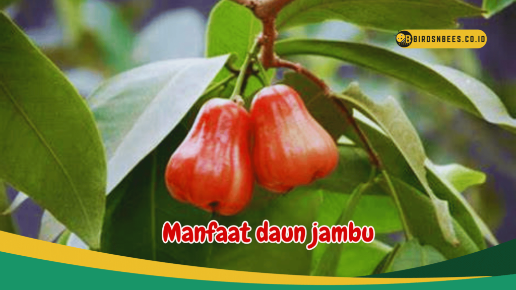 Manfaat daun jambu Manfaat daun jambu