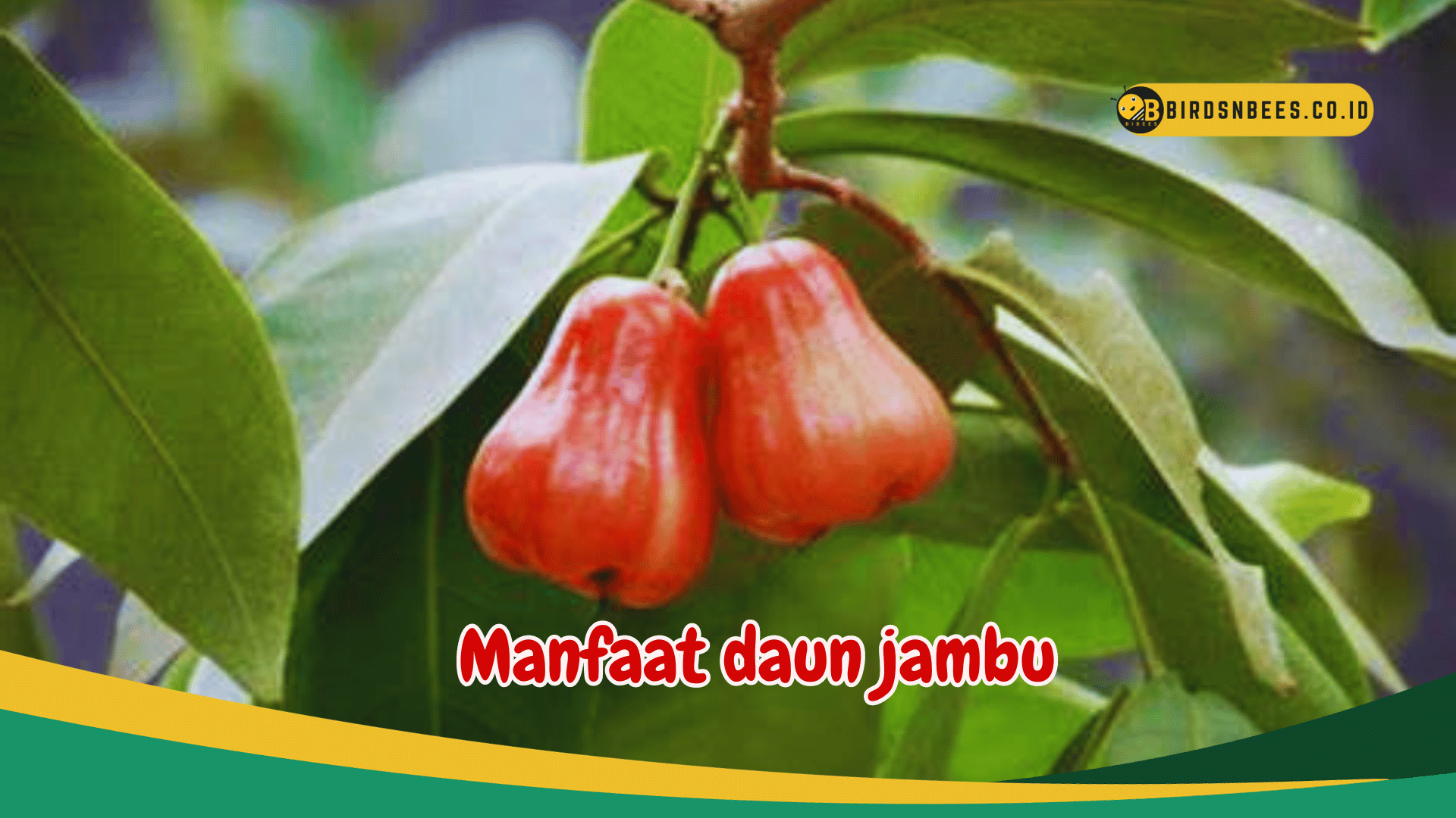 Manfaat daun jambu untuk penanggulangan infeksi Manfaat daun jambu untuk penanggulangan infeksi