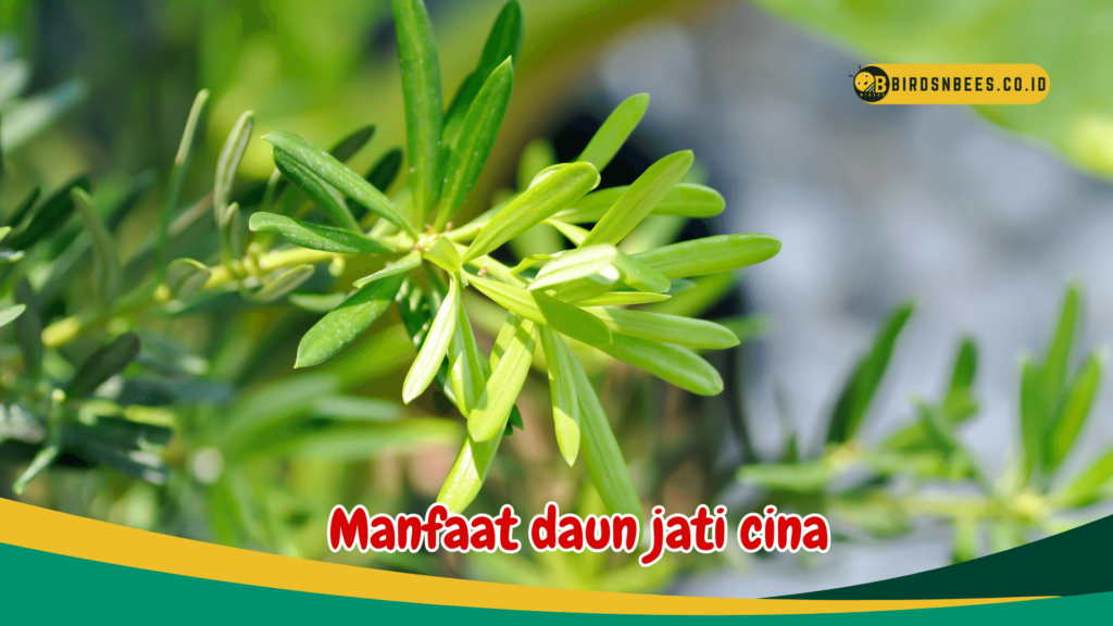 Manfaat daun jati cina Manfaat daun jati cina