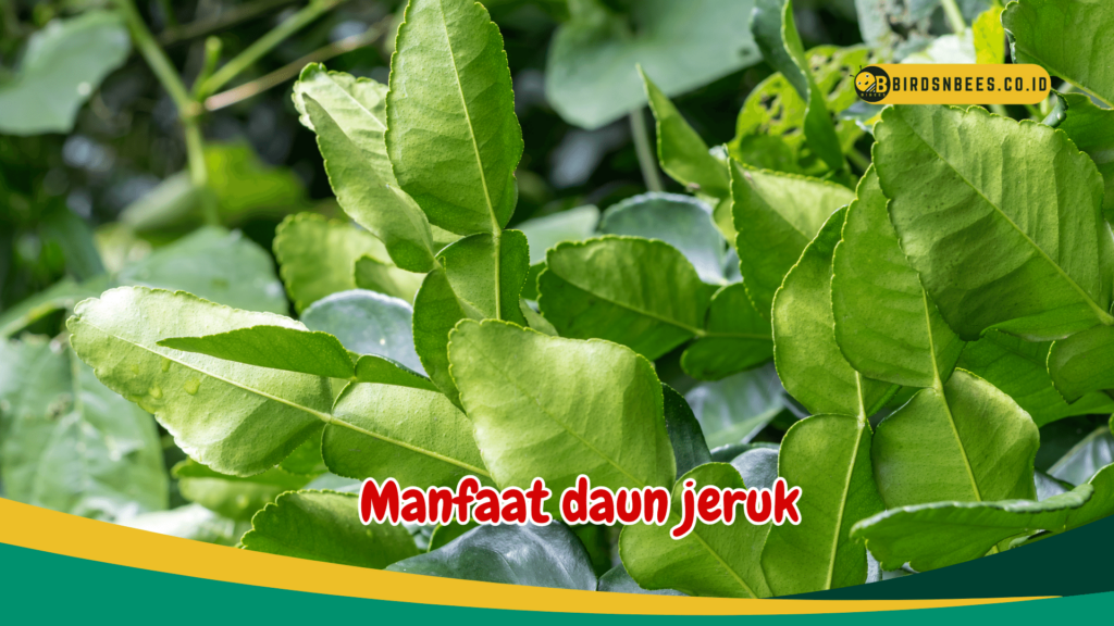 Manfaat daun jeruk Manfaat daun jeruk