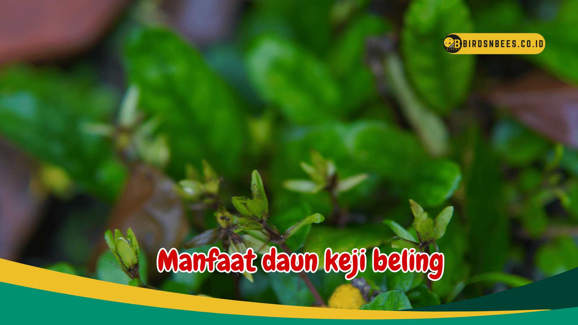 4 Manfaat daun keji beling bagi tubuh kita, salah satunya mengobati batu ginjal 4 Manfaat daun keji beling bagi tubuh kita, salah satunya mengobati batu ginjal