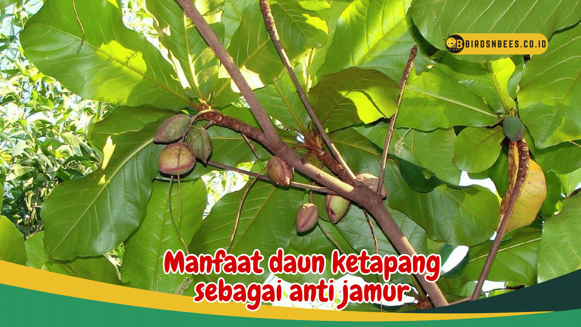Manfaat daun ketapang sebagai anti jamur Manfaat daun ketapang sebagai anti jamur