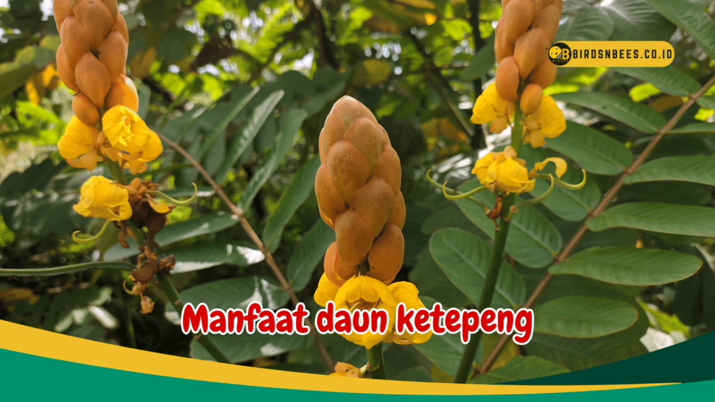 Manfaat daun ketepeng Manfaat daun ketepeng