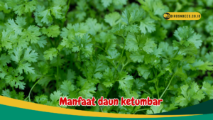 Manfaat daun ketumbar