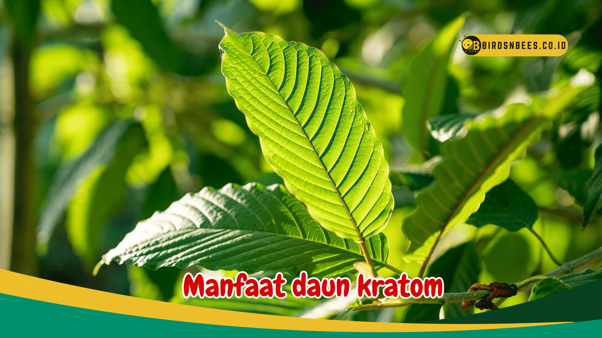 Manfaat daun kratom untuk peningkatan energi Manfaat daun kratom untuk peningkatan energi