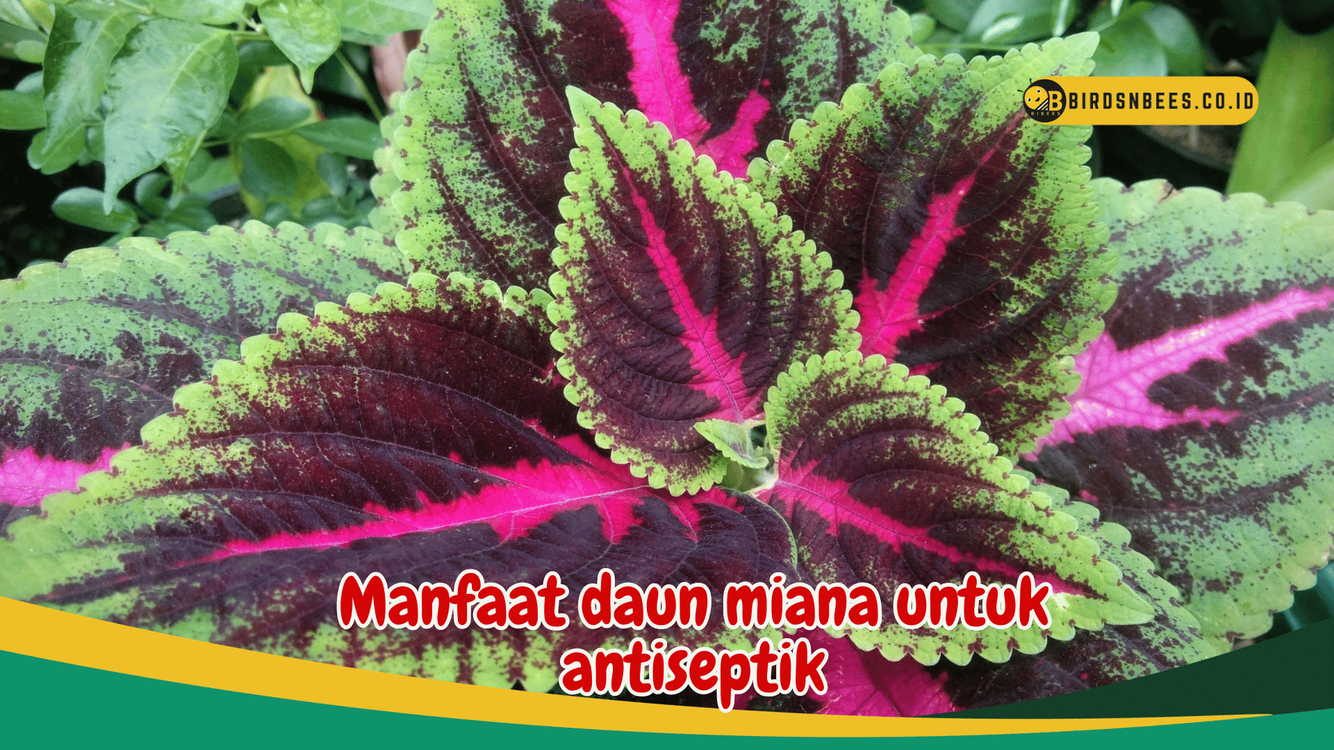 Manfaat daun miana untuk antiseptik Manfaat daun miana untuk antiseptik