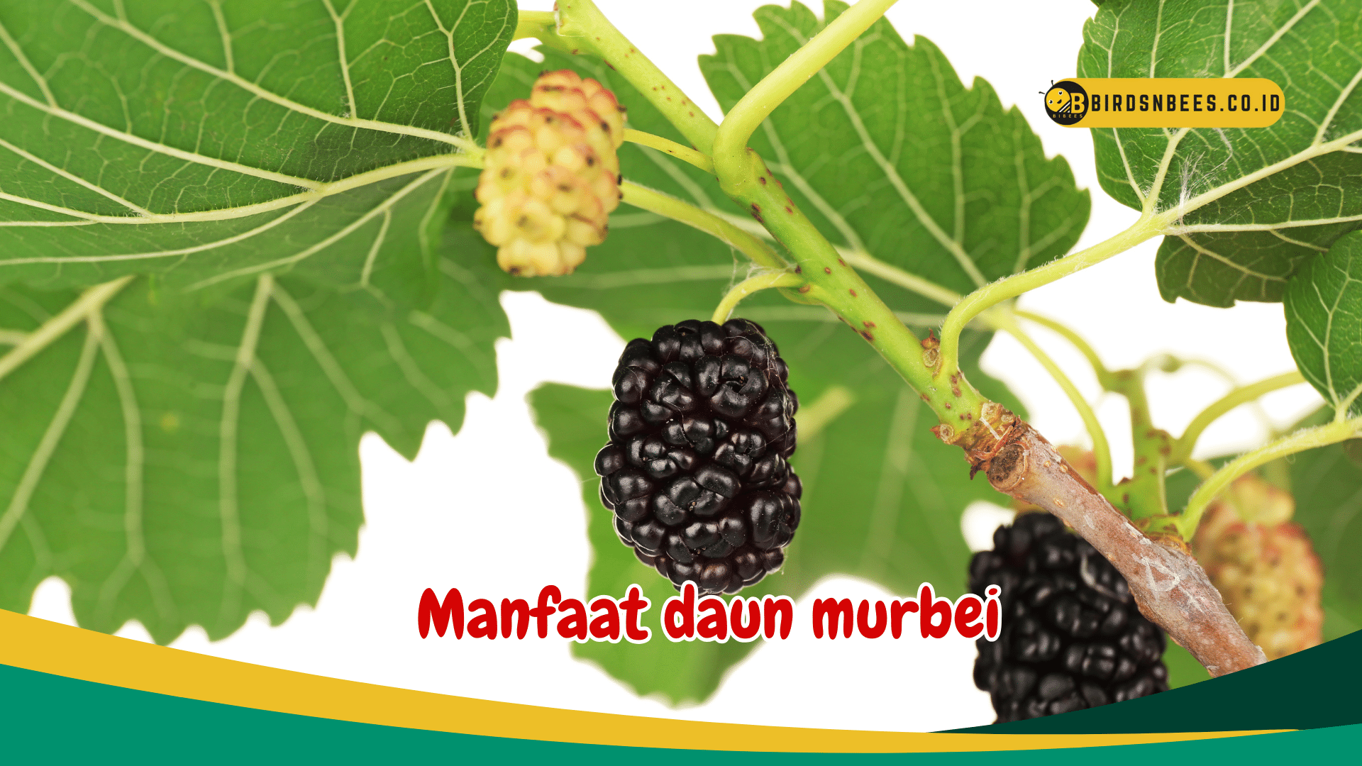 Manfaat daun murbei agar tubuh sehat dan kebal Manfaat daun murbei agar tubuh sehat dan kebal