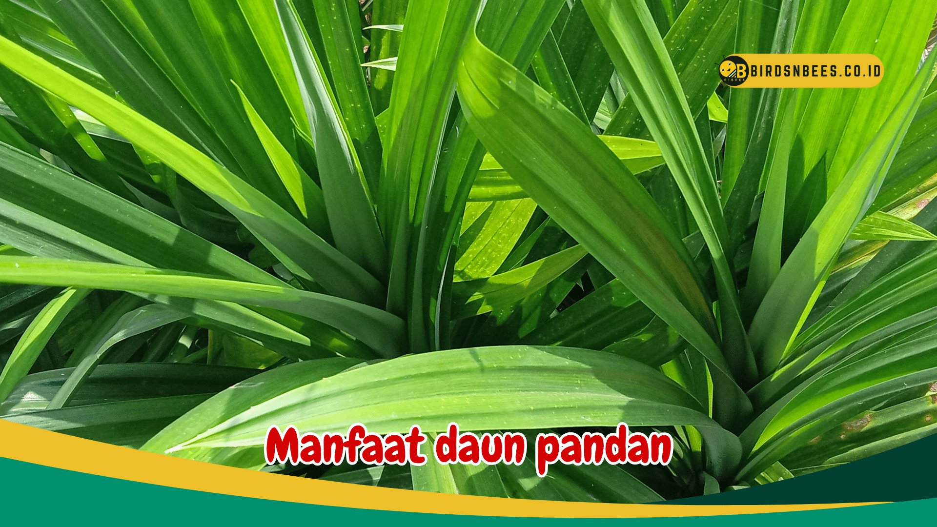 Ketahui 6 Manfaat daun pandan untuk kesehatan, bisa meningkatan vitalitas