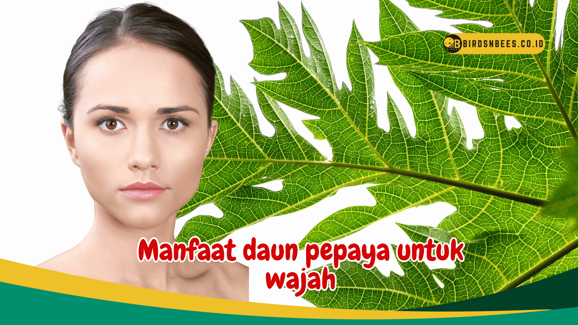 Manfaat daun pepaya untuk kesehatan wajah Manfaat daun pepaya untuk kesehatan wajah