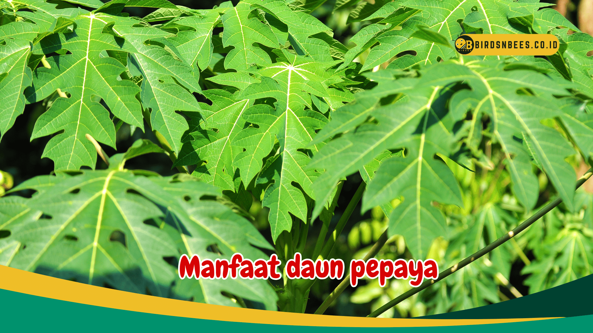 Ketahui 4 Manfaat Daun Pepaya sebagai Senjata Anti Kanker yang Harus Anda Ketahui, ini kata pakar ilmiah Ketahui 4 Manfaat Daun Pepaya sebagai Senjata Anti Kanker yang Harus Anda Ketahui, ini kata pakar ilmiah