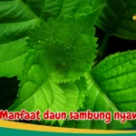 Manfaat daun sambung nyawa
